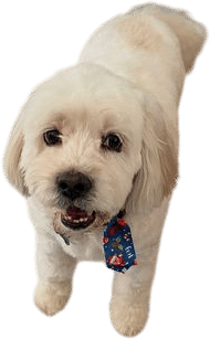 mobile dog groomer