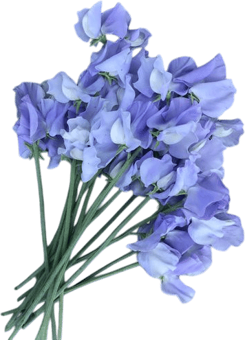 Sweet Pea Seeds