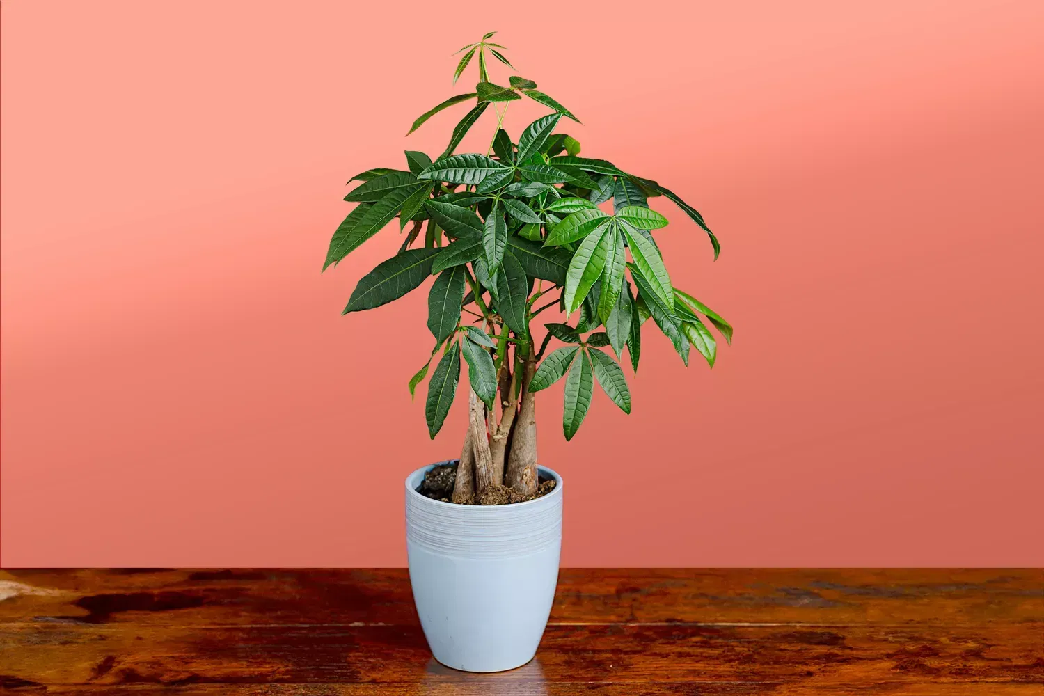 Money Tree