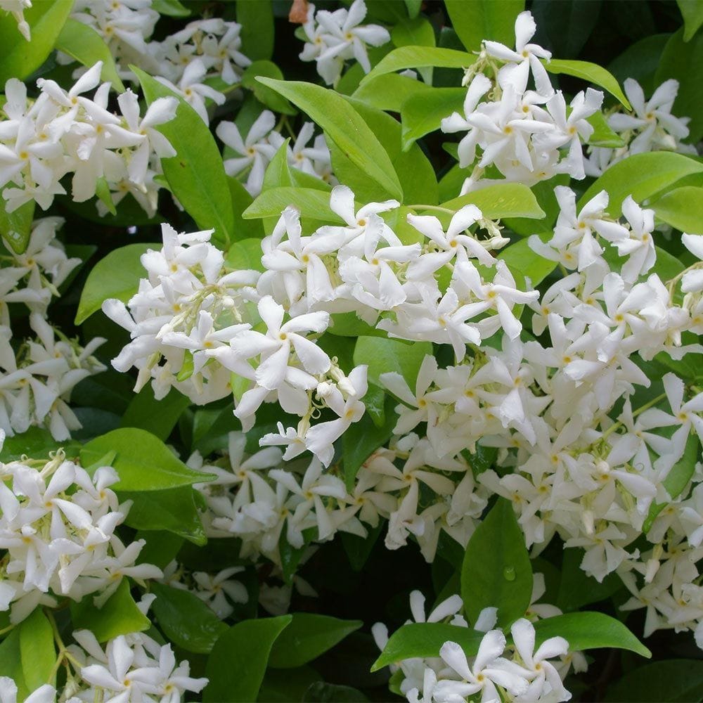 evergreen jasmine