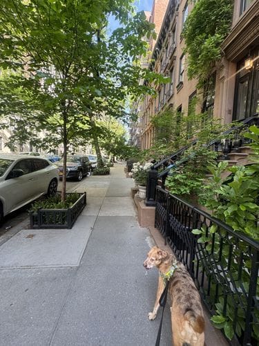 A long weekend morning walk with your dog