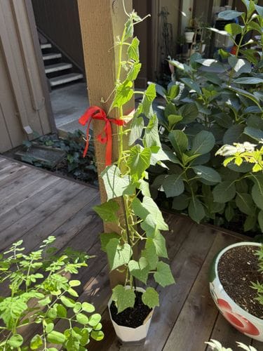 Using ribbon as garden twine