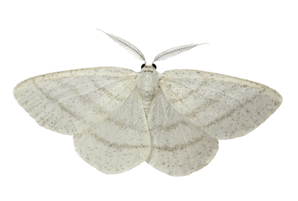 moth apparel