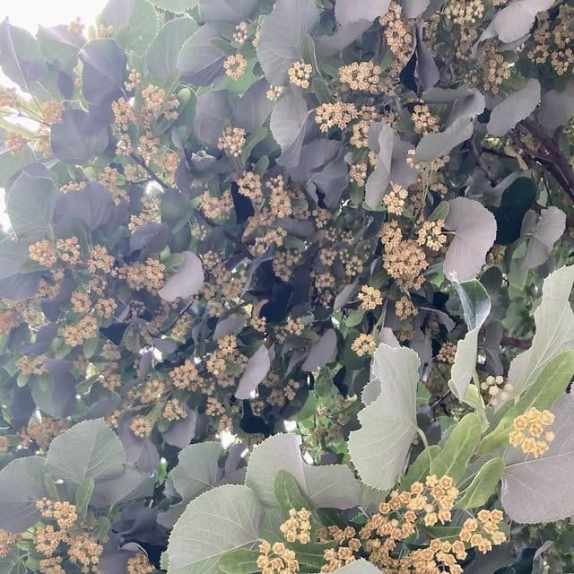 the scent of linden trees blooming in the heat