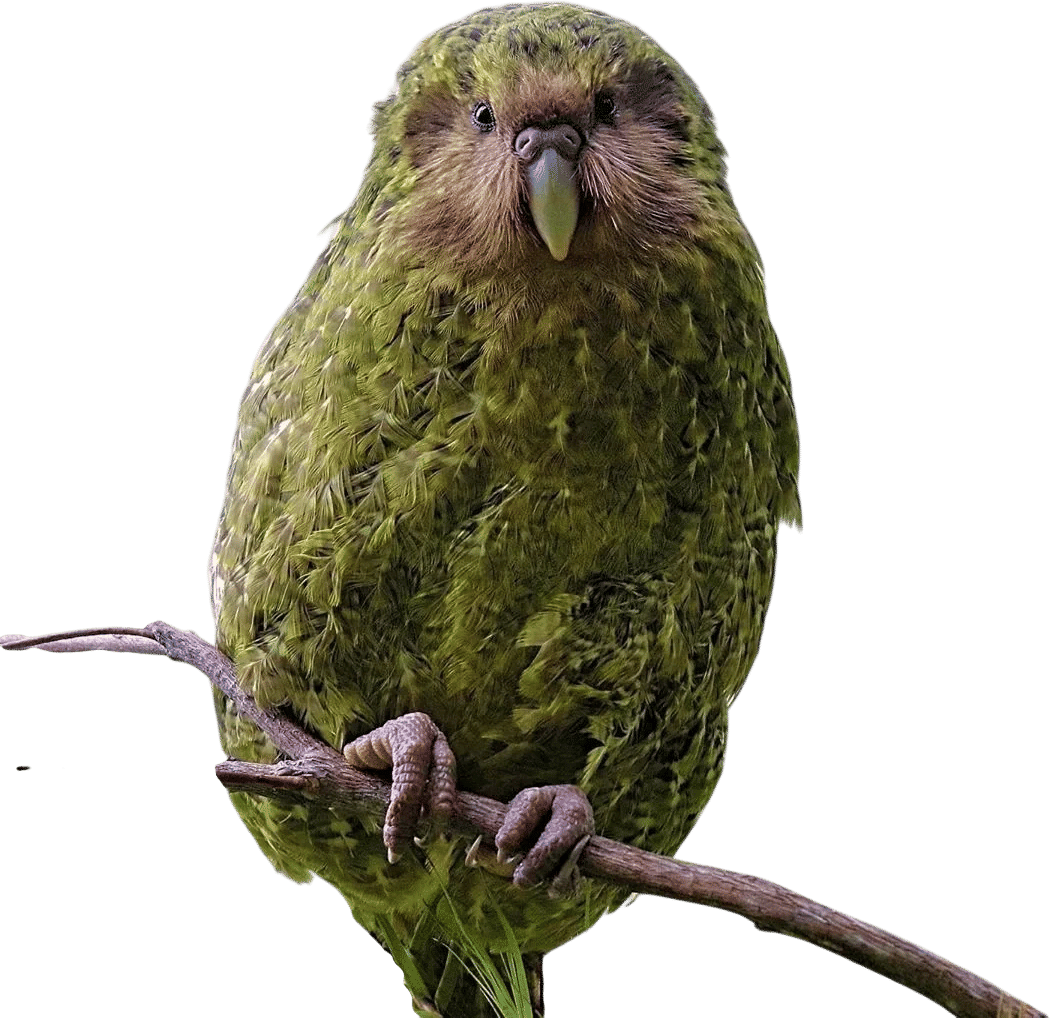 The Kākāpō