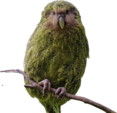 Kākāpō