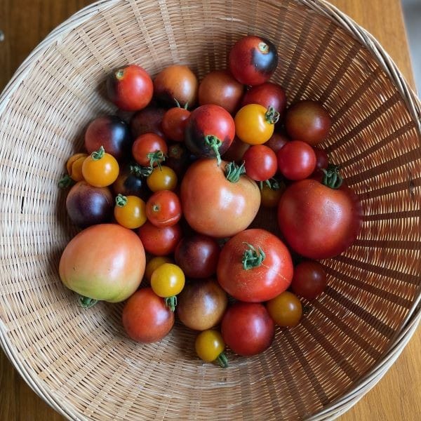 Approximately 400 lbs of Fresh Garden Tomatoes