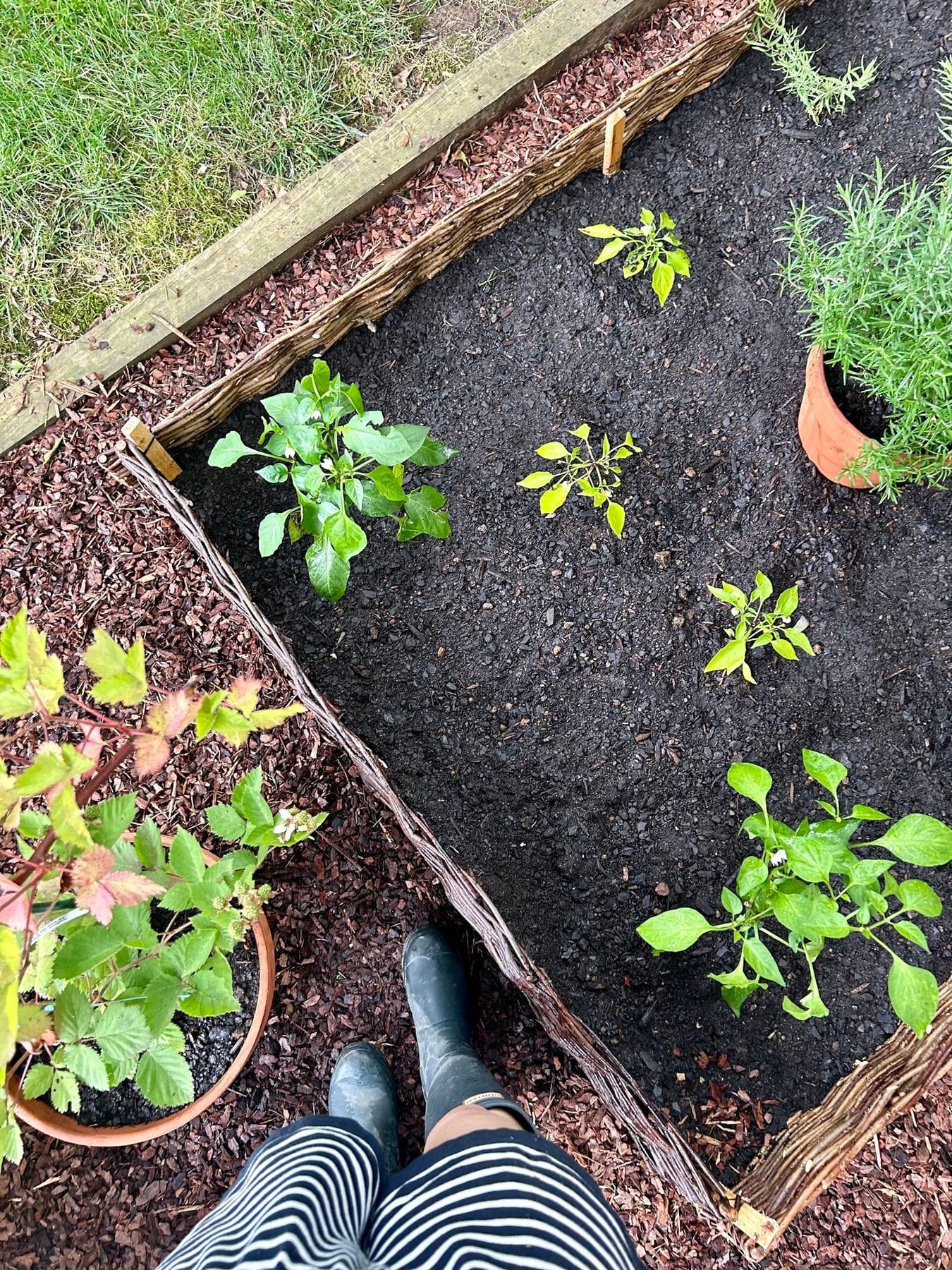 Creating A Raised Wattle Vegetable Garden