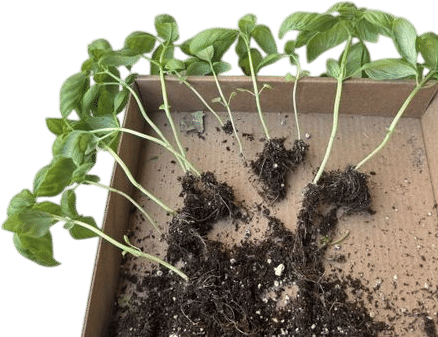 Separating your plants instead of thinning them out