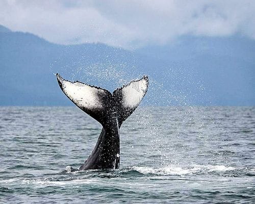 Whale Watching