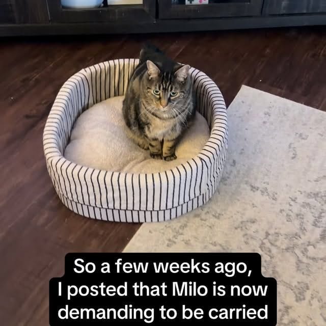 Milo (@mr.milothechonk)