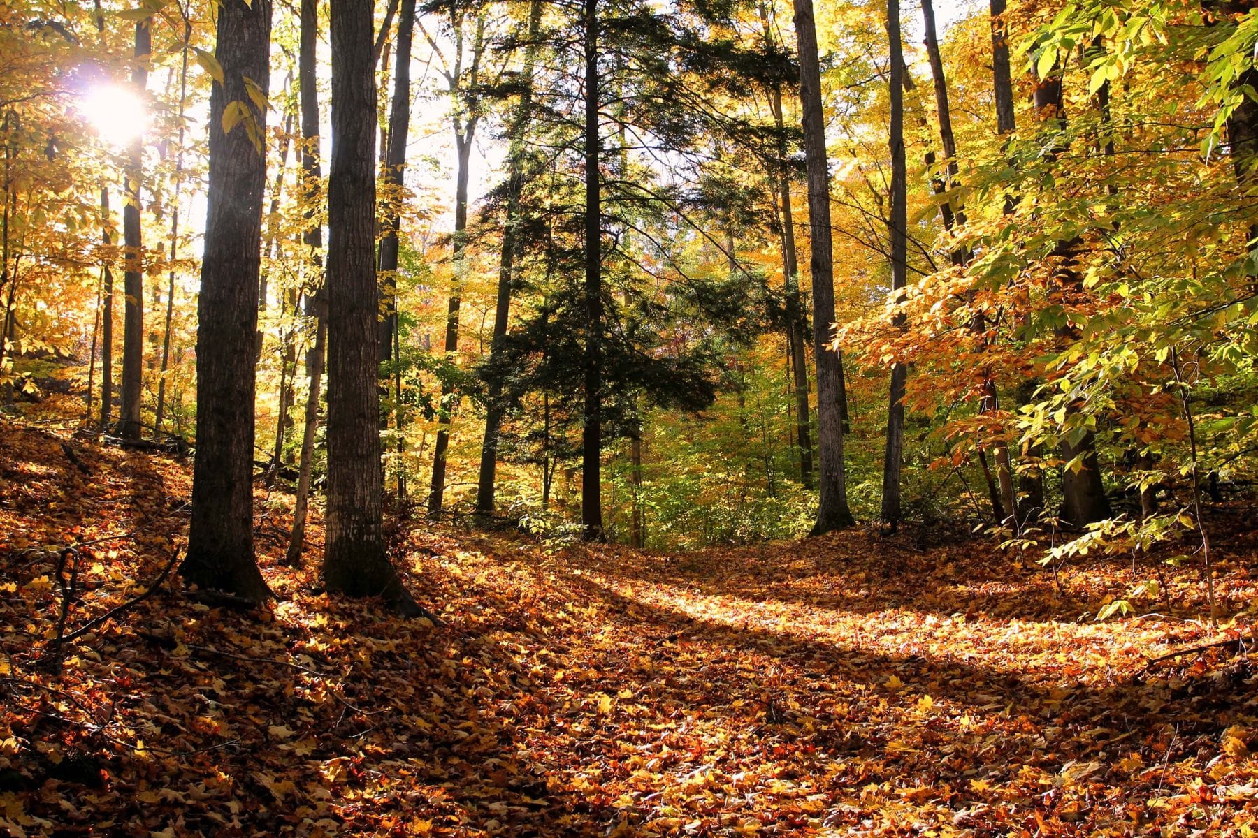 Palmer Woods Forest Reserve