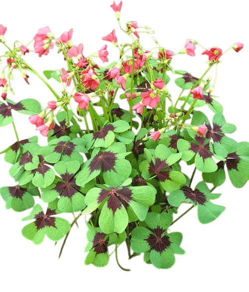 Oxalis Iron Cross