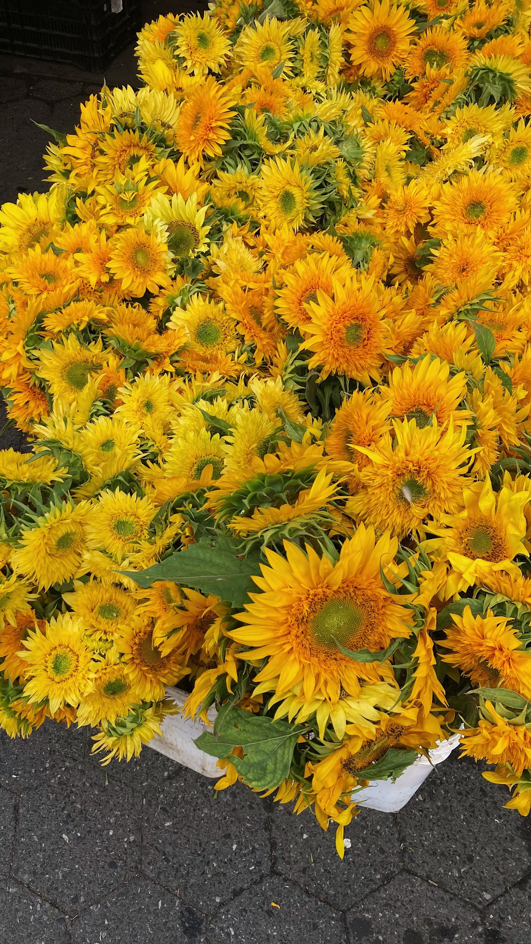 cut flowers from Luna Family Farm