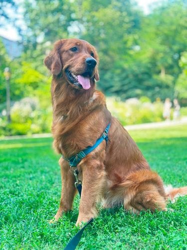 Golden Retriever, A Classic for a Reason