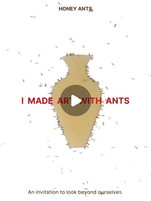 HONEY ANTS
