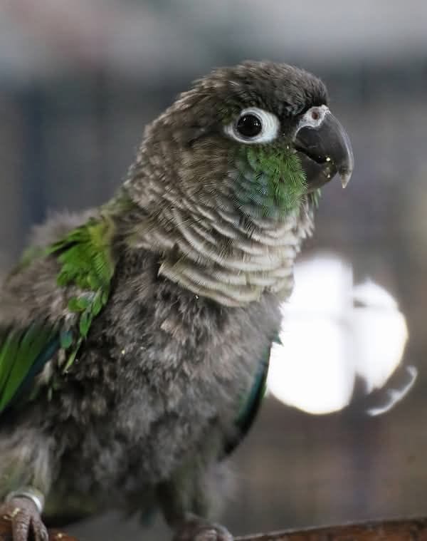 Green cheek conure