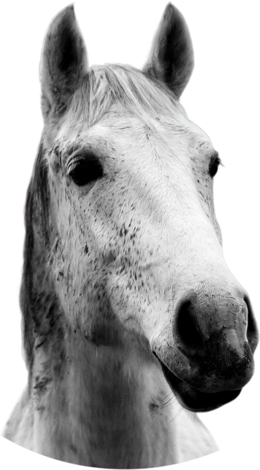 I am a Horse, and I Would Like to Try Cake