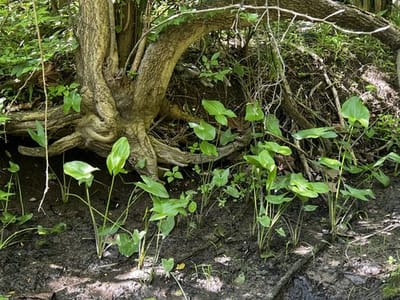 Sagittaria latifolia