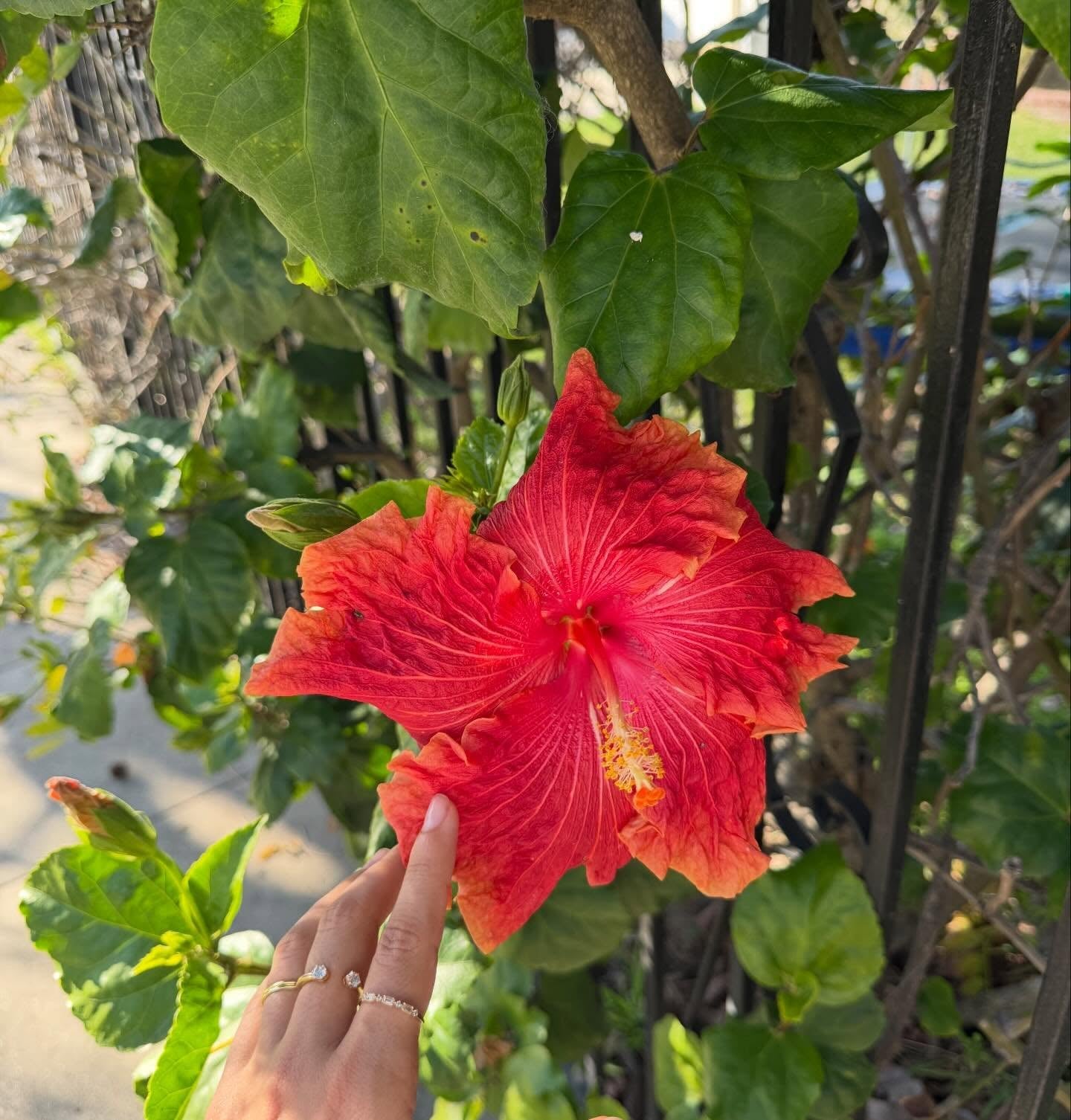 💗