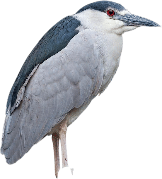 Black crowned night heron