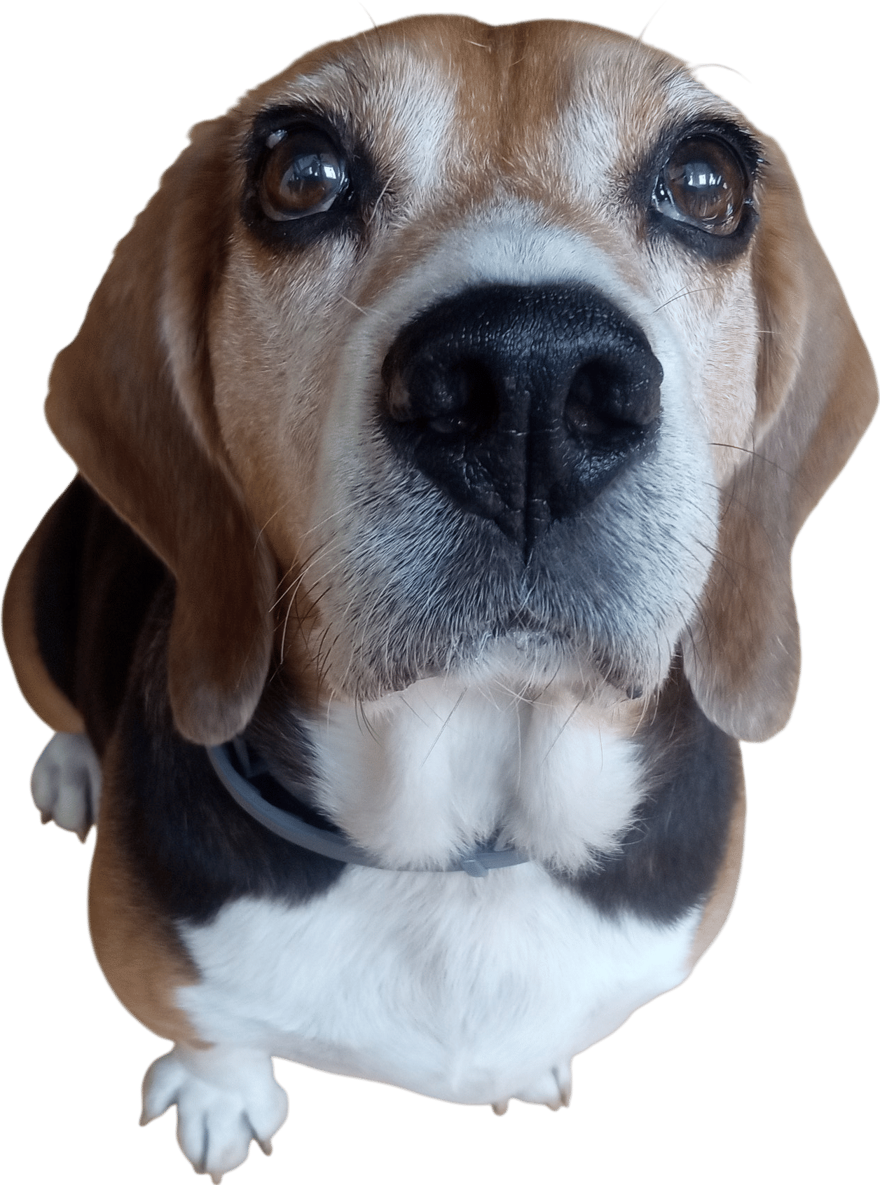 i made a map of all the parks I'd ever taken my dog to. And for a friend's dear dog, i calculated a bunch of 'statistics' like number of canine heartbeats, number of shared sunrises, miles of walks, pounds of treats. it showed me what a good life the dogs have. take as much time as you need, and I'm so sorry.