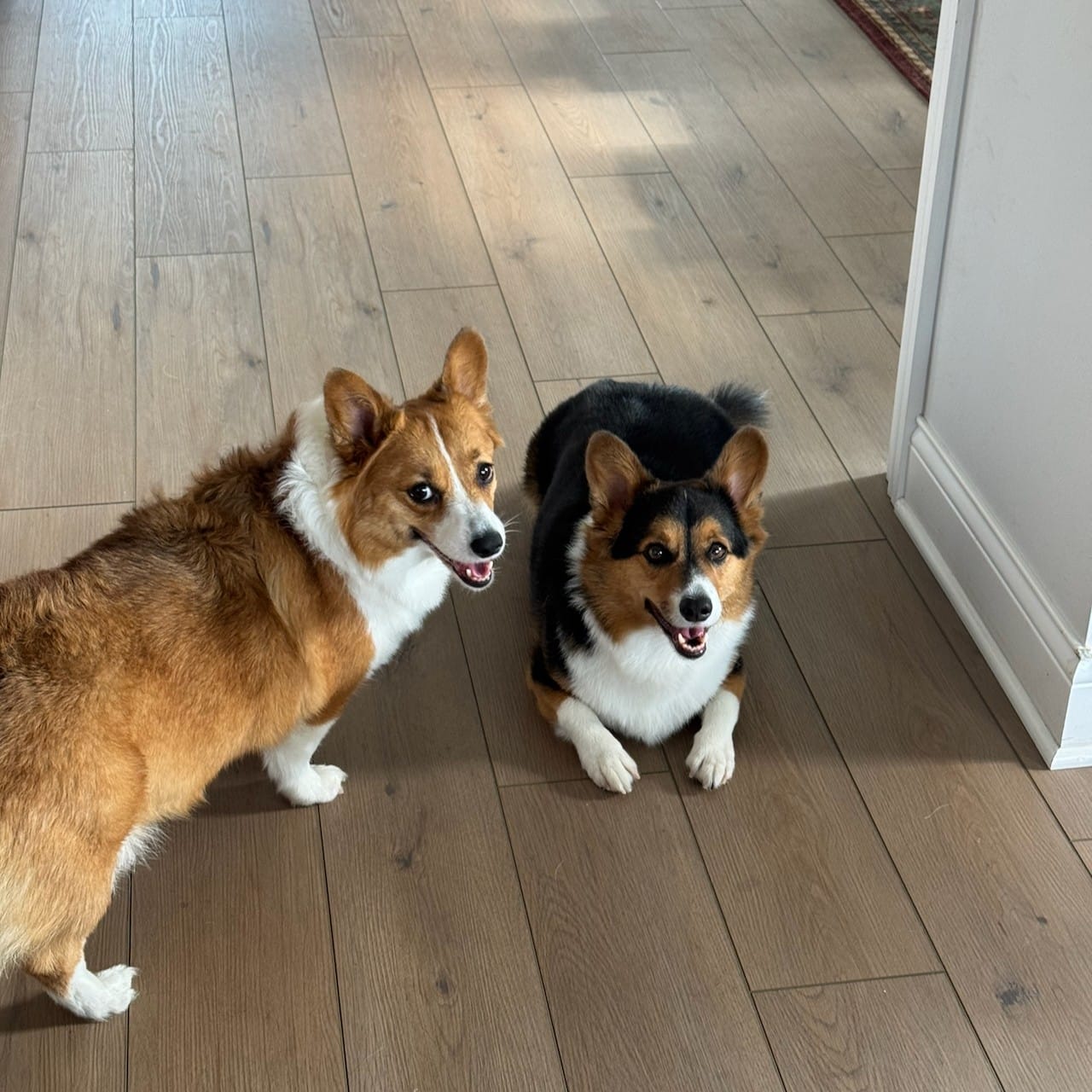 Corgis