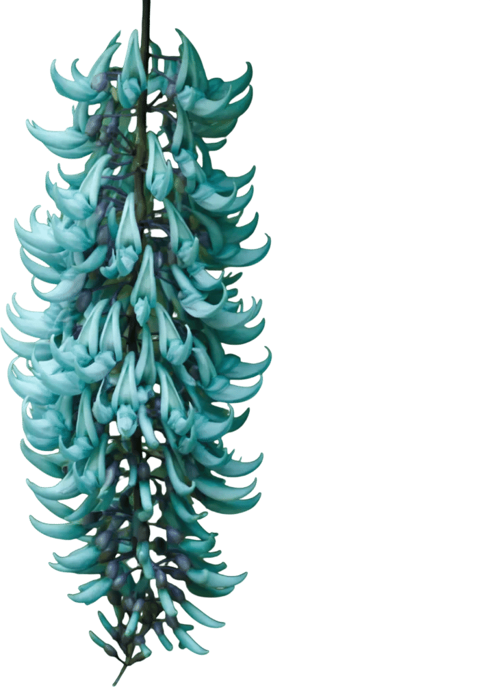 Jade Vine (strongylodon macrobotrys)