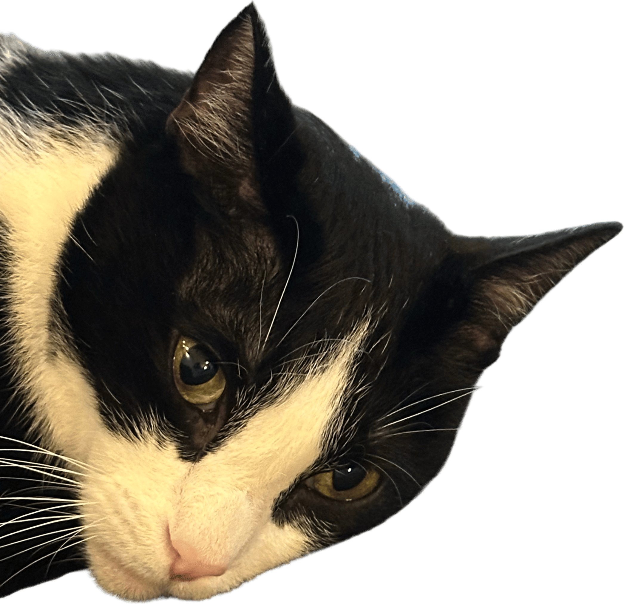 Kissing your cat on the head 10000 times in a row