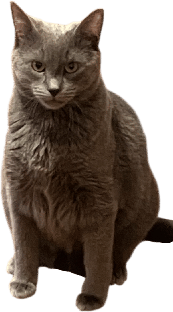 Adopt the weird cat