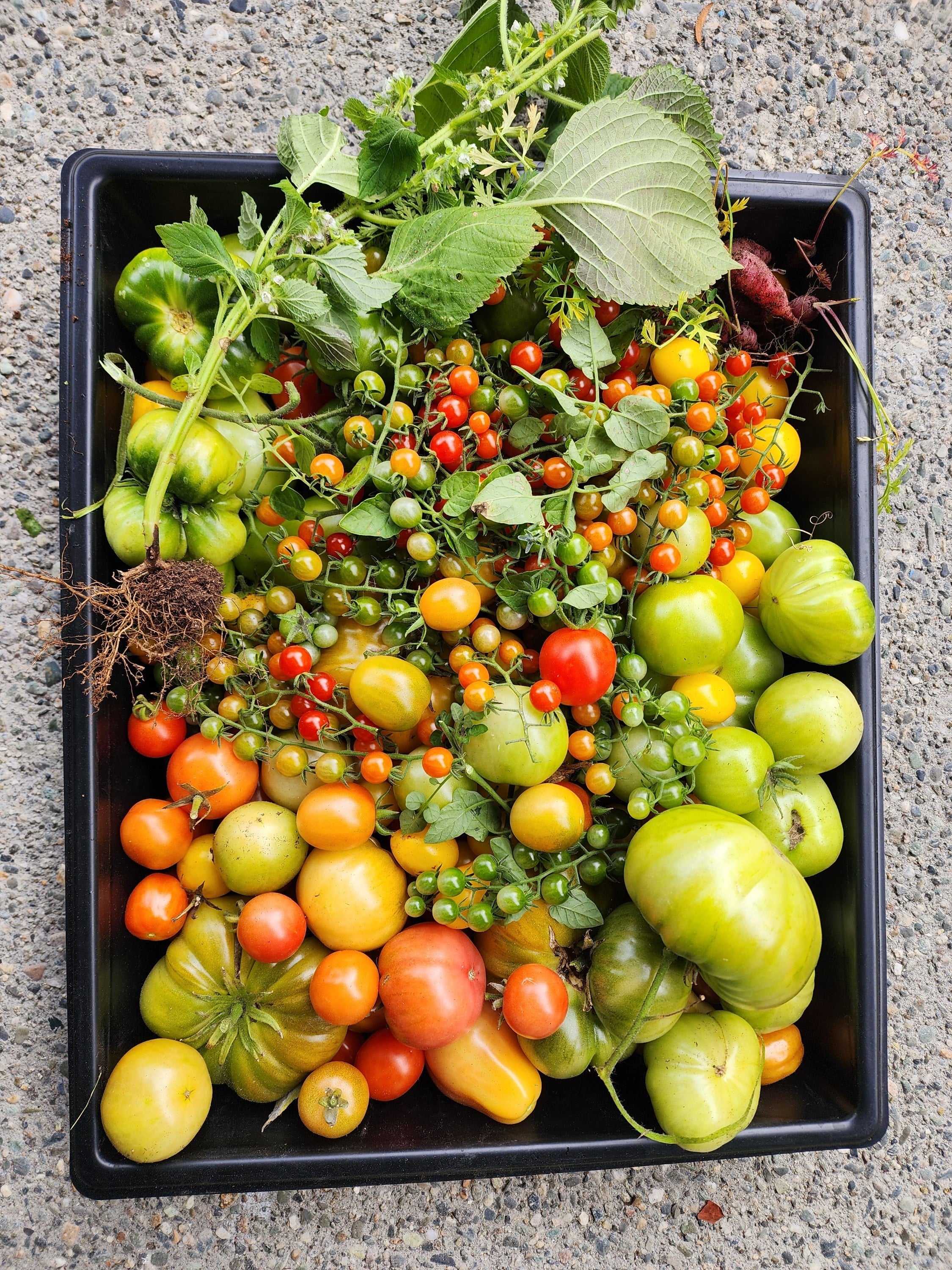 savoring the last tomato harvest of the season