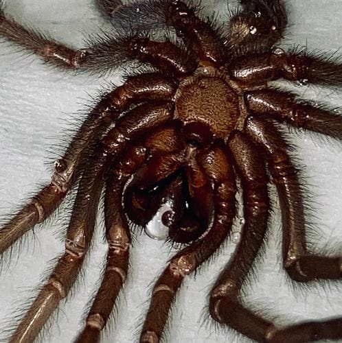 tarantula fever
