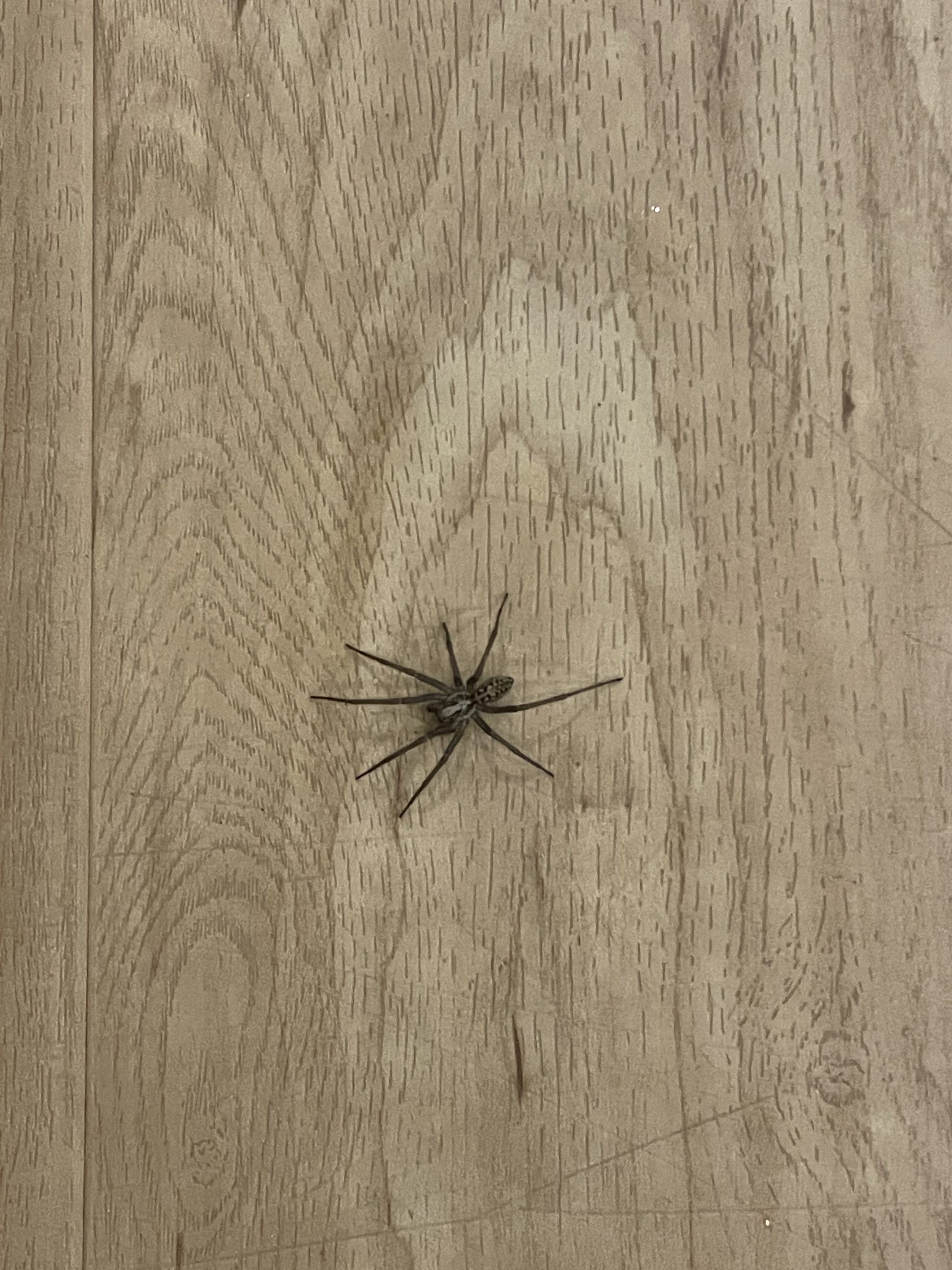 the spider treaty