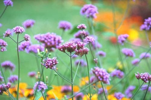Verbena bonariensis