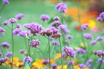 Verbena bonariensis