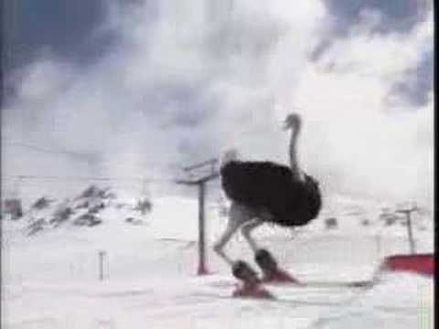 Ostrich Skiing Unbelievably