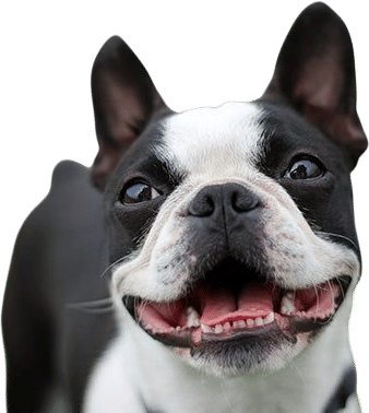 boston terriers