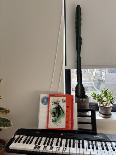putting googly eyes on houseplants