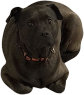 Pluto - the boy with a little bit of every breed in him