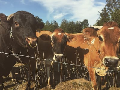 Chaseholm Farm