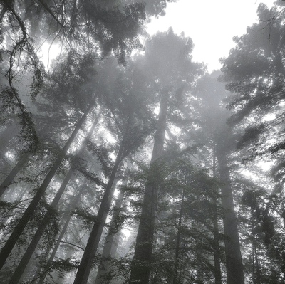 Grove of Old Trees