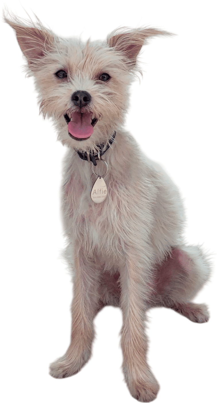 Mixed-breed Dog