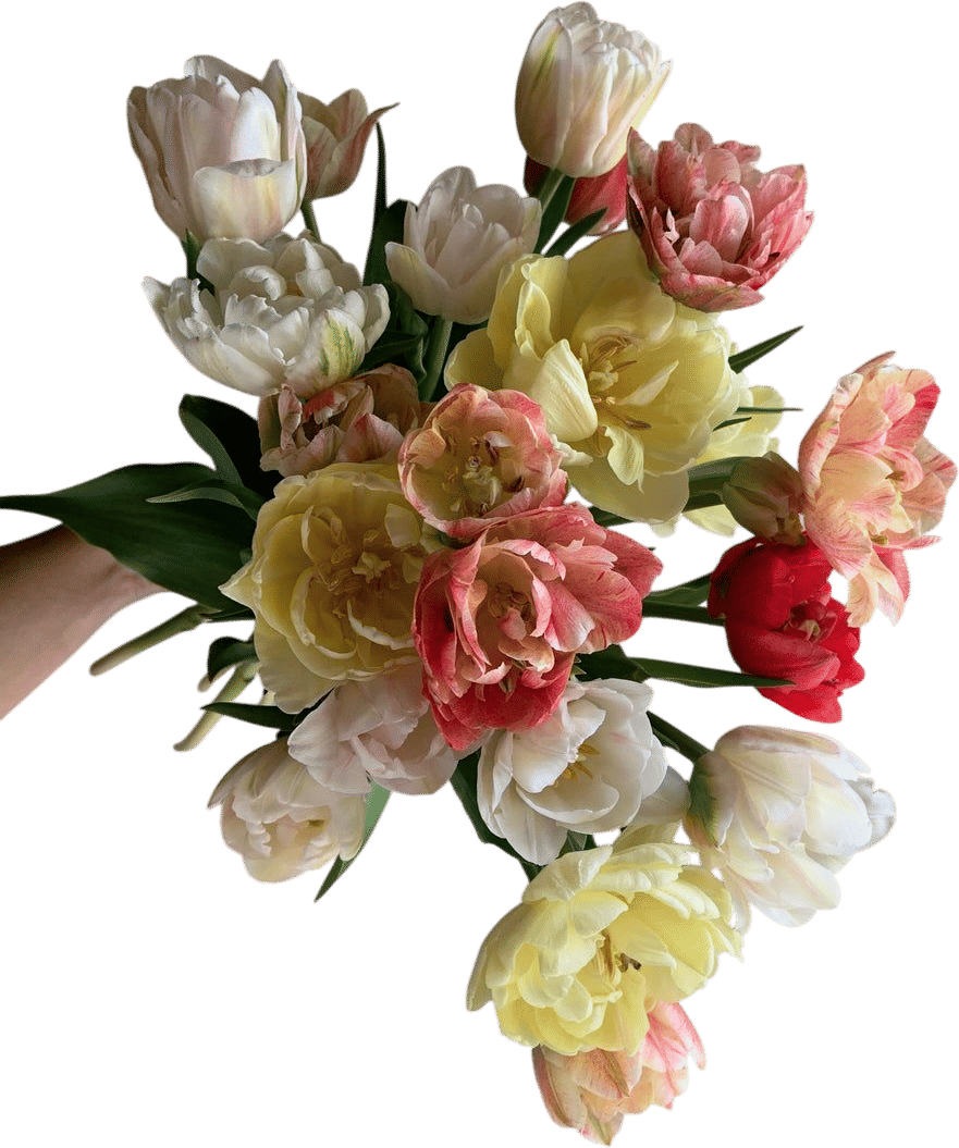 Hitchfoot Farm Tulips