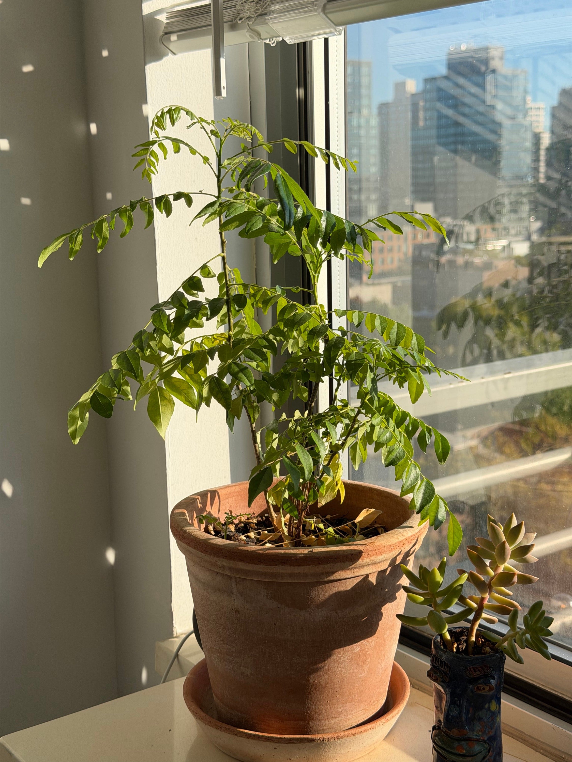 Growing a curry leaf plant at home