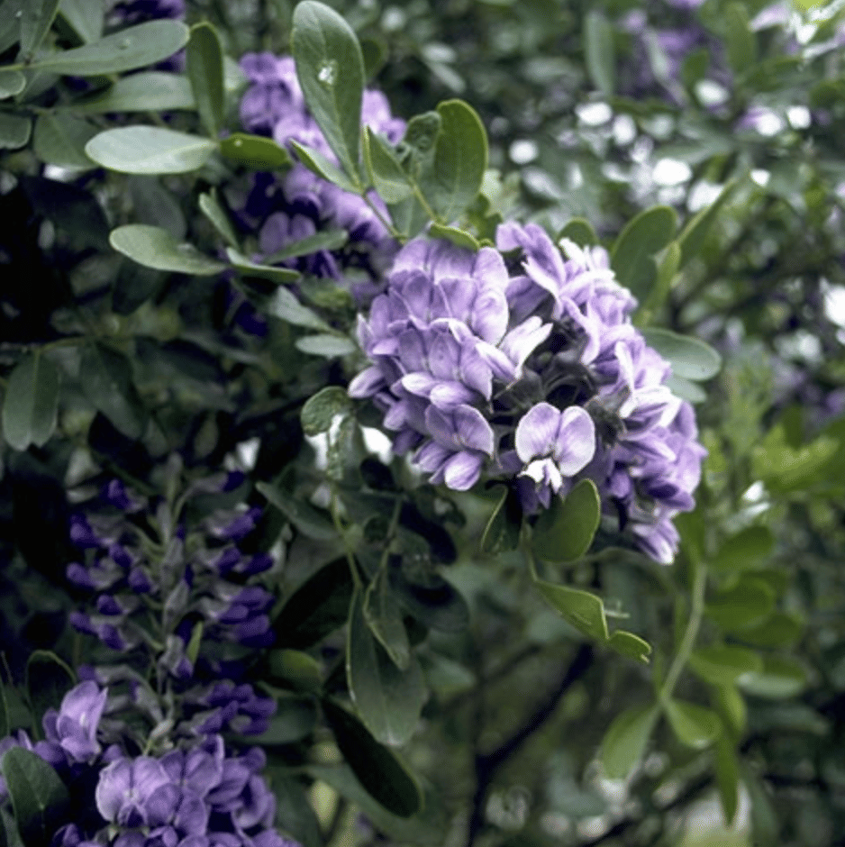 Mountain Laurel