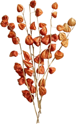 Dried Physalis Bunch