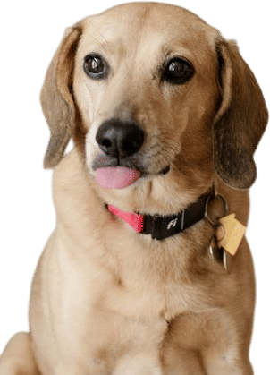 Having a dog