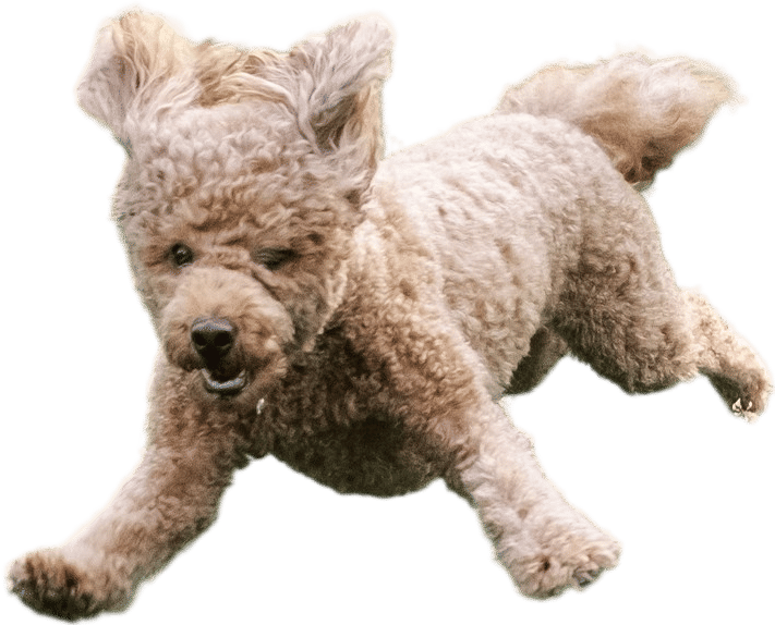 Naming your dog after a renowned artist