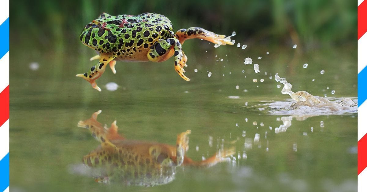 Froggyland, and also this Cut article about Froggyland