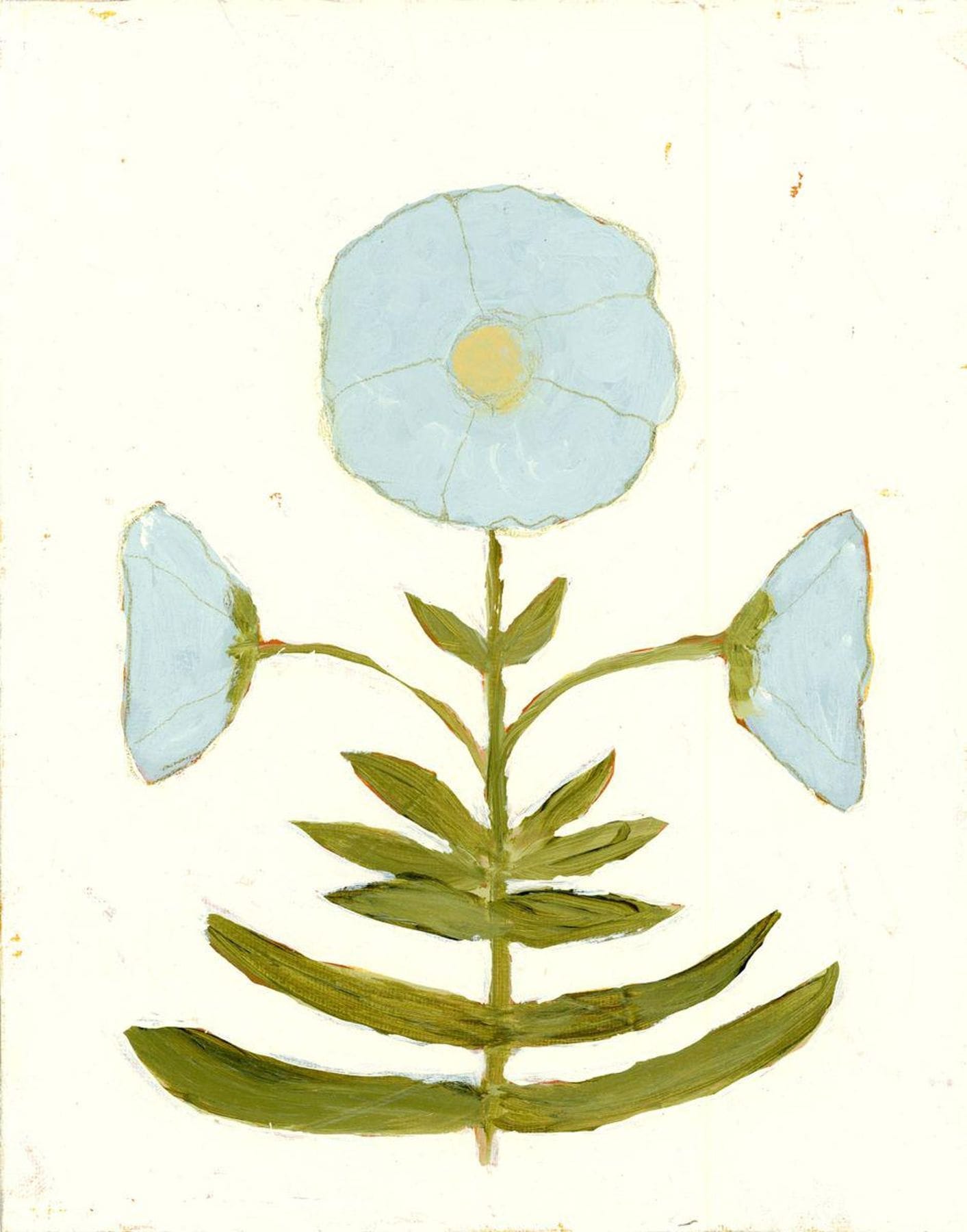 Jaipur Botanical in Cornflower